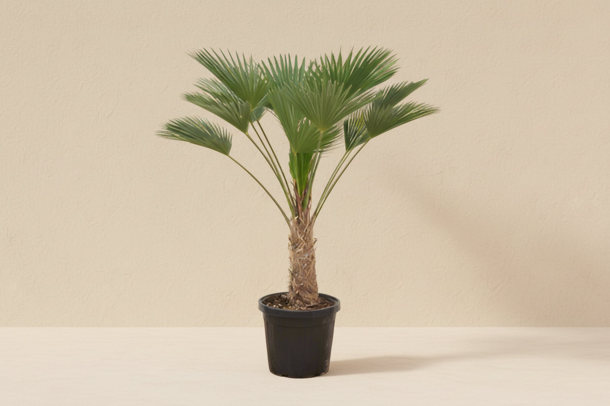 Trachycarpus wagnerianus palm plant in pot, 130cm tall.