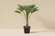 Trachycarpus wagnerianus (Waaierpalm) op 130cm — XXLplant