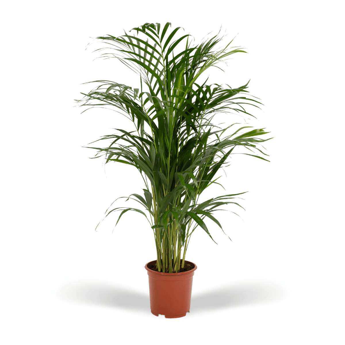 Guldpalme 70 cm høj, potte ø17 cm