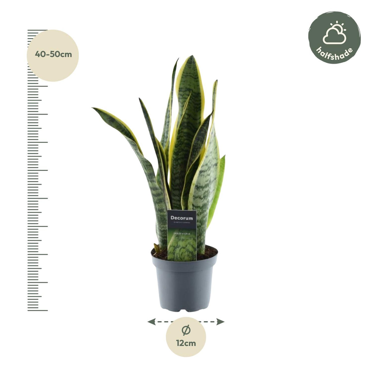 Bogenhanf 45 cm hoch, Topf ø12 cm