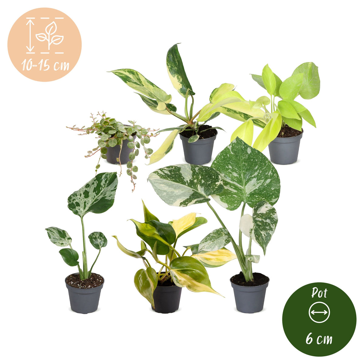 Baby Tropical Mix