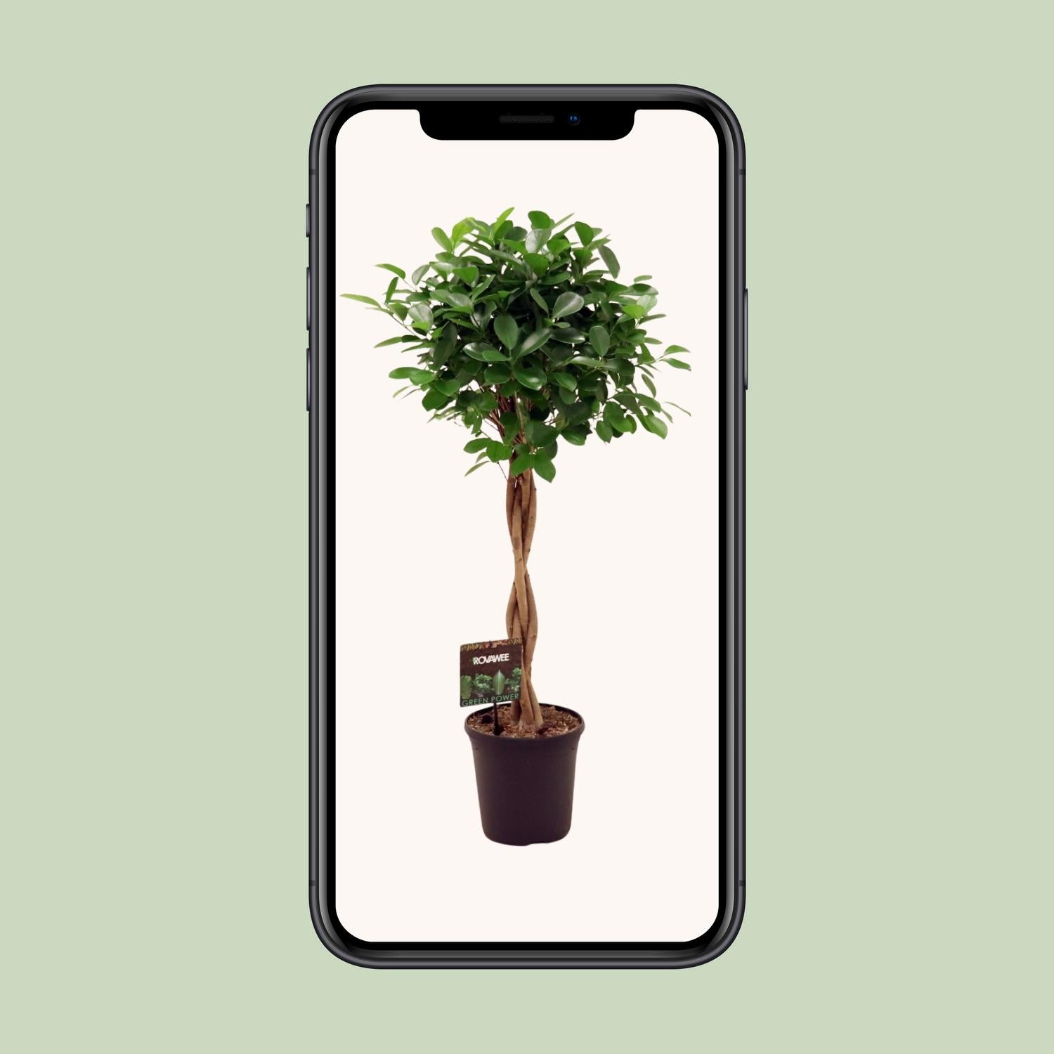 Treurvijg Moclame (Ficus microcarpa) 110 cm hoog, pot ø23 cm