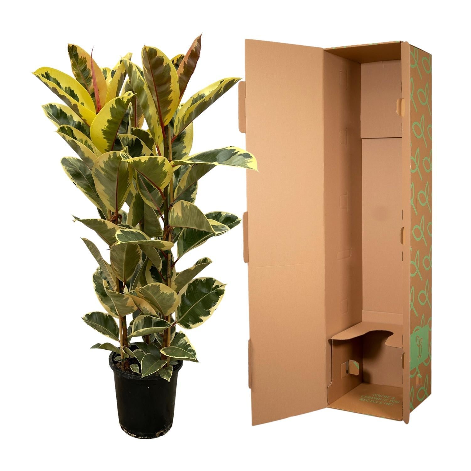 Ficus Elastica Tineke (rubberboom struik) 140 cm hoog, pot ø28 cm