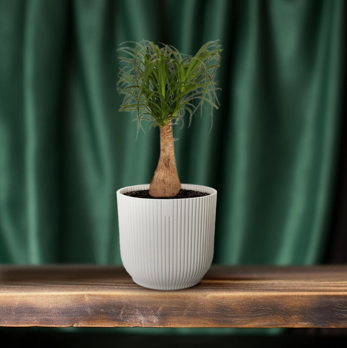 Elefantenfuß 60 cm hoch, Topf ø19 cm