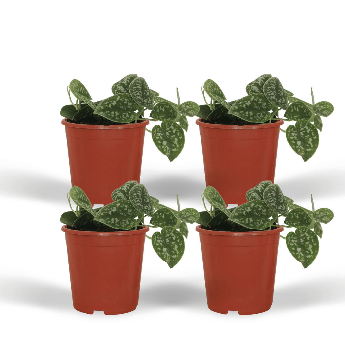 Gefleckte Efeutute , 4 Pflanzen, Topf ø12 cm