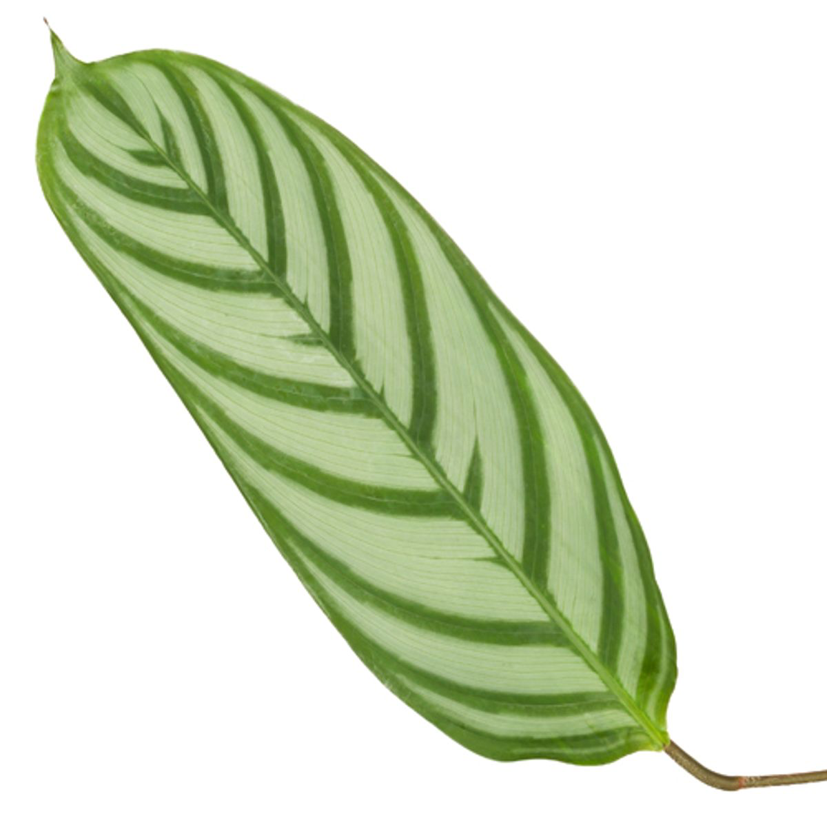 Calathea Compactstar Ø 80cm - ø19