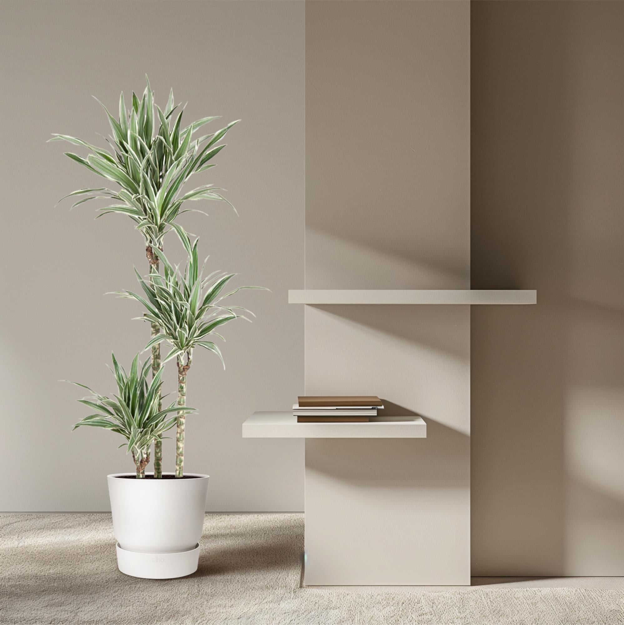 Dracaena White Stripe (drakenbloedboom) 150 cm hoog, pot ø24 cm