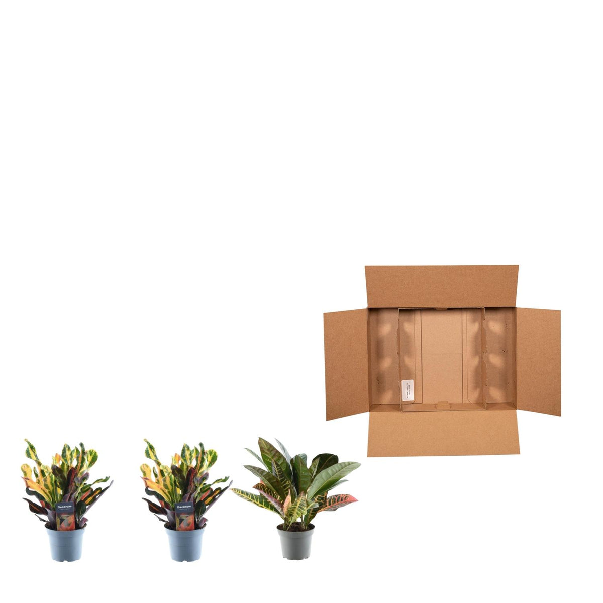 Croton-Mix