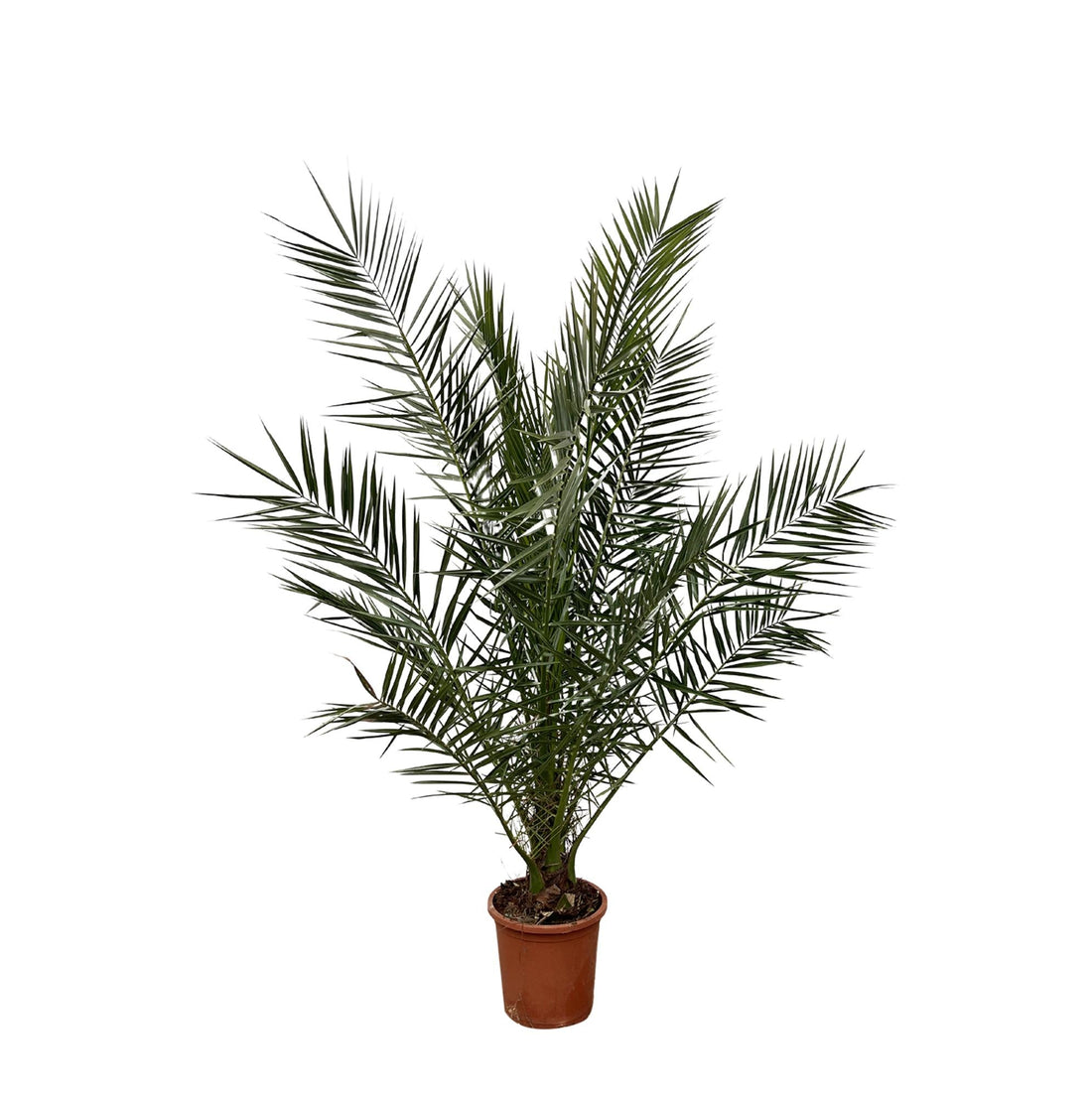 Phoenix Canariensis with dark green feathery leaves in a pot.