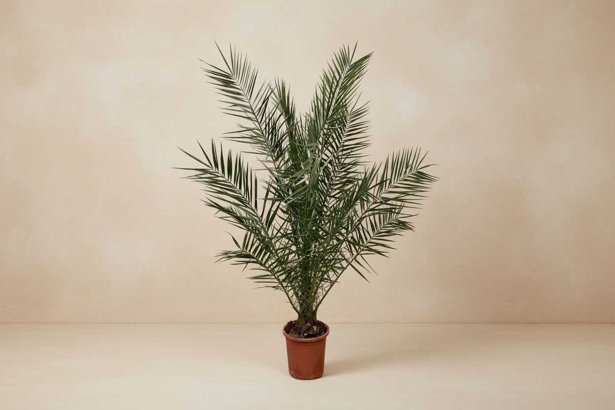Phoenix Canariensis with dark green, feathery leaves in a pot, ideal for adding an exotic touch indoors or outdoors.