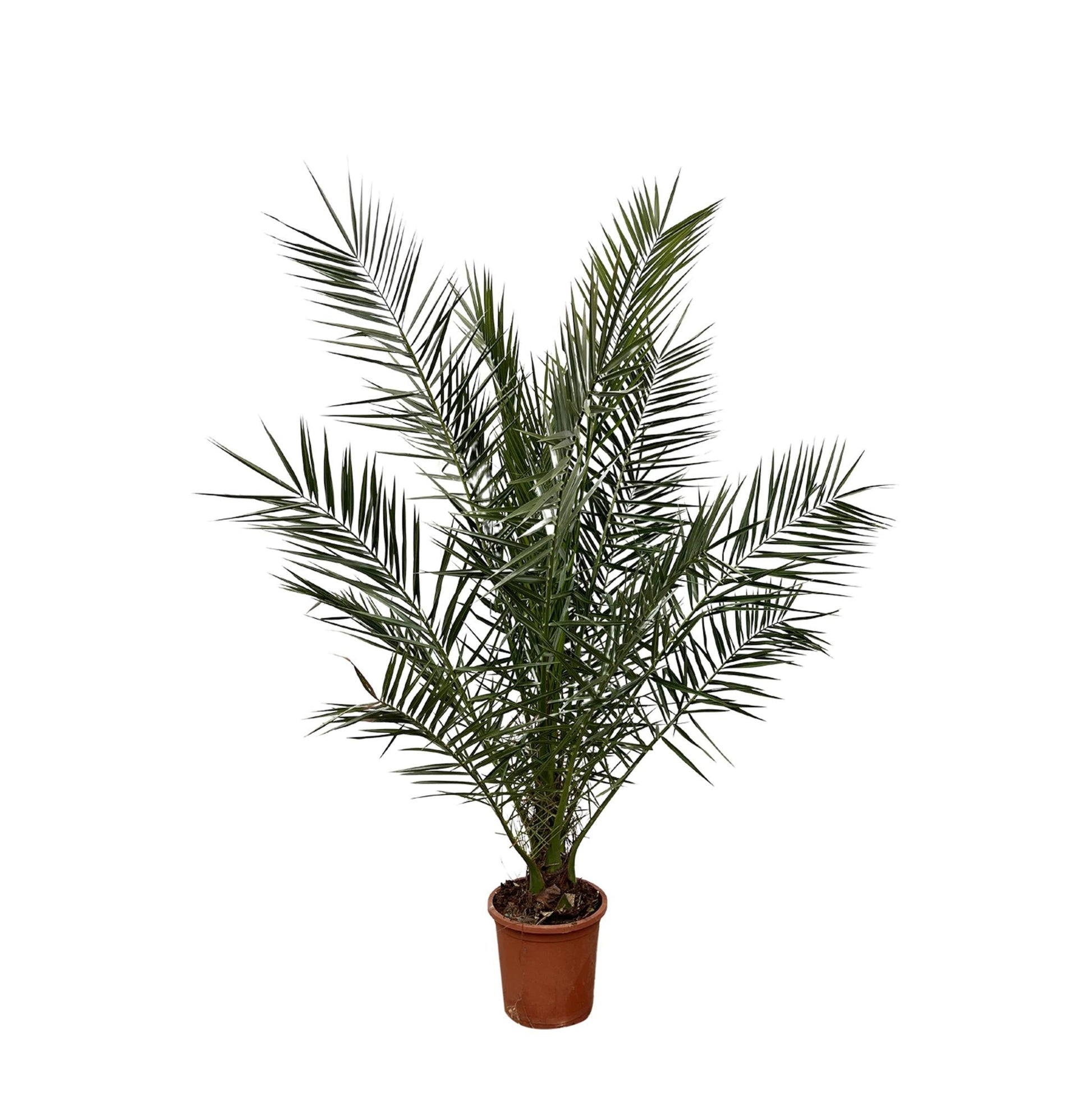 Phoenix Canariensis with dark green feathery leaves in a pot.