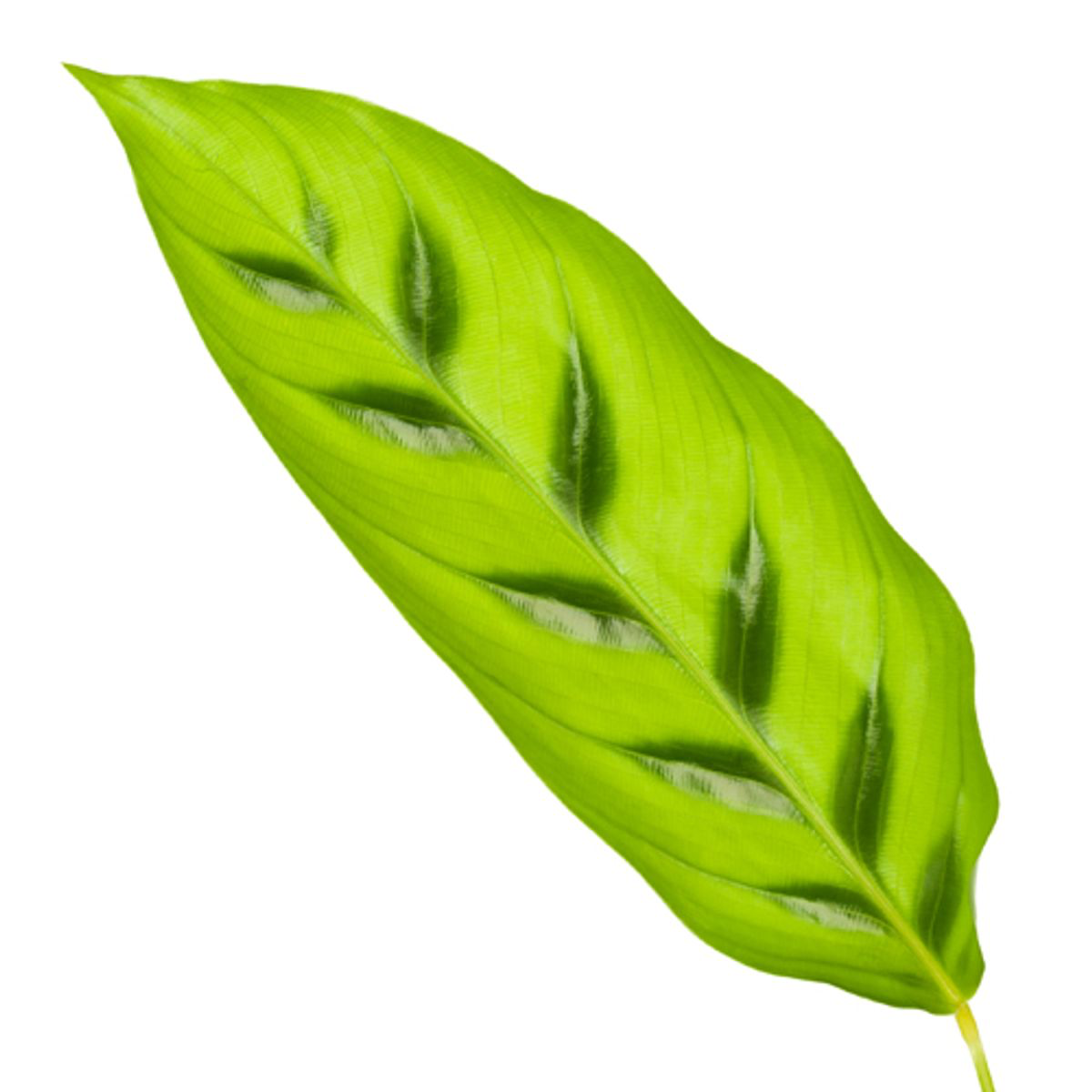 Calathea Leopardina Ø 35cm - ø12