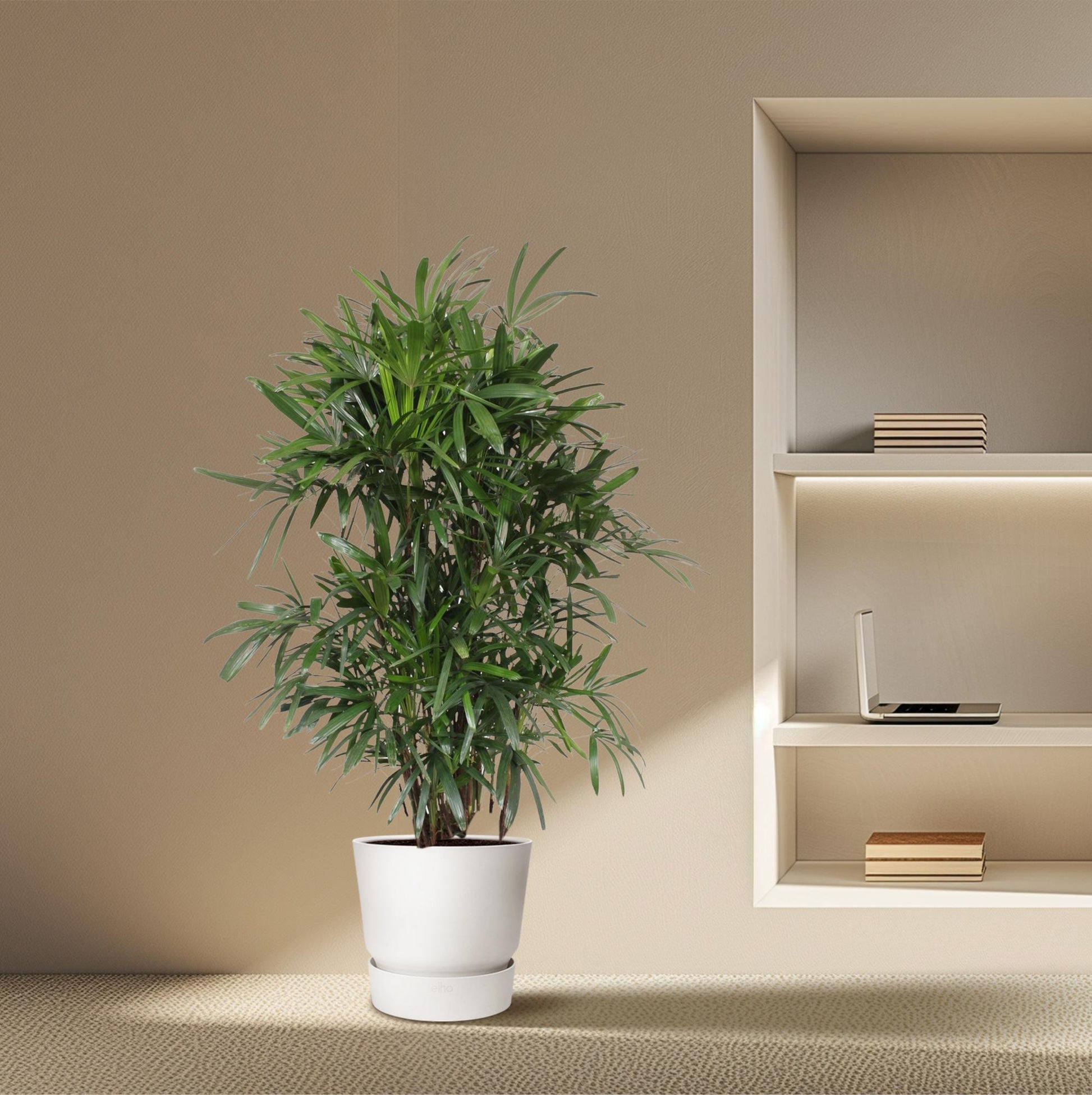Rhapis Excelsa - 240 cm - ø44 - XXLplant