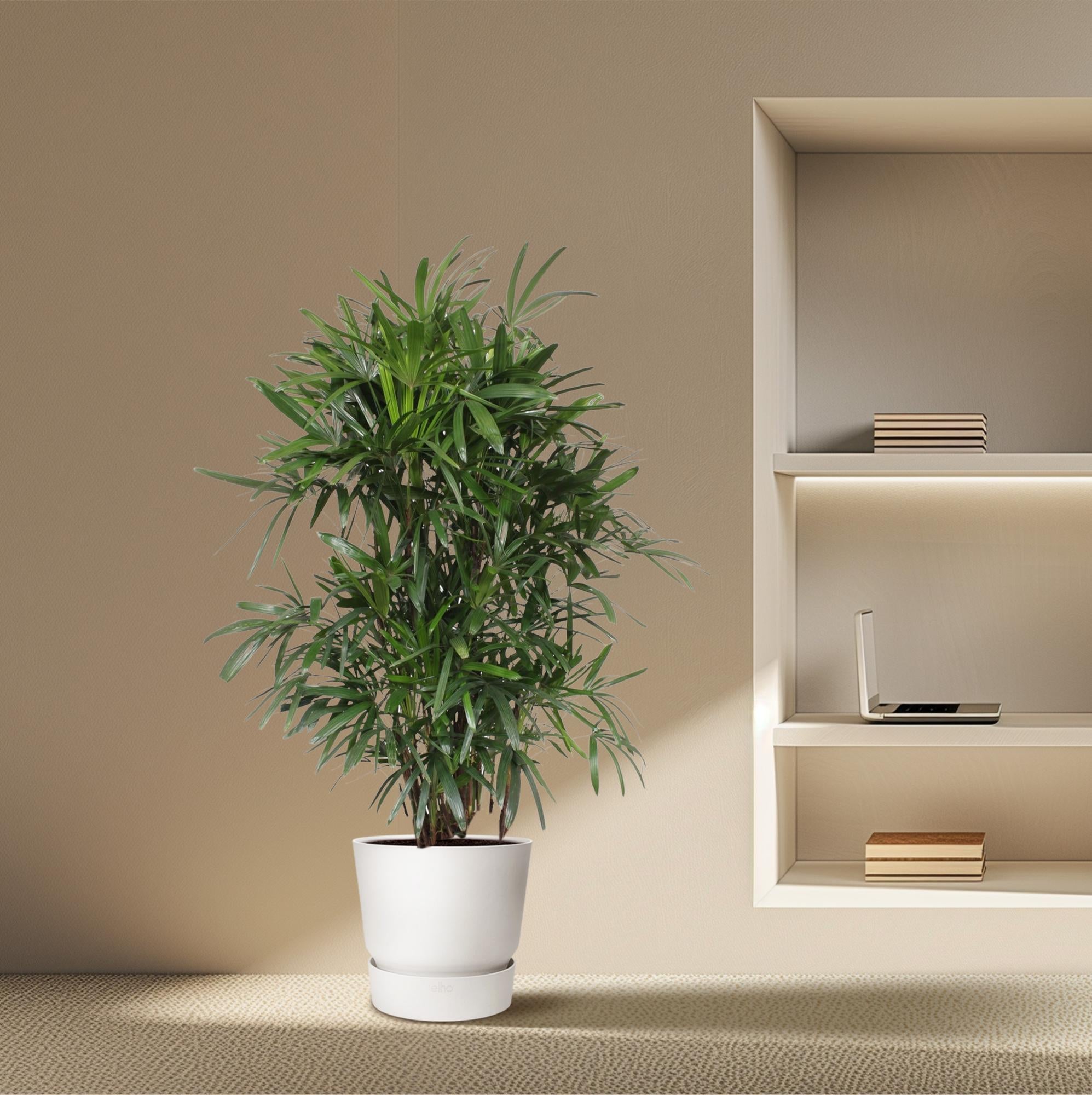 Rhapis Excelsa - 240 cm - ø44 - XXLplant