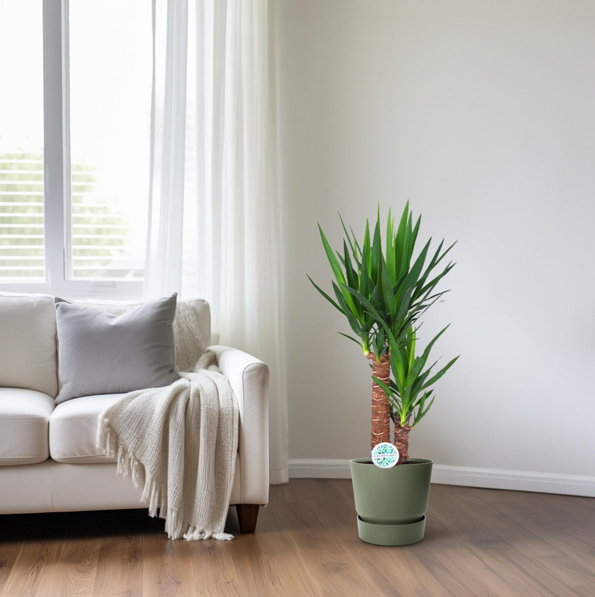 Palmlelie (Yucca elephantipes)