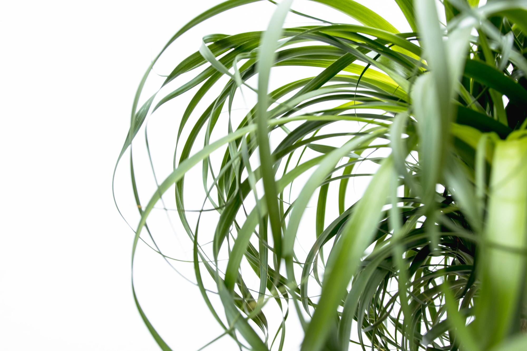 Olifantsvoet XXL (Beaucarnea recurvata) 180 cm hoog, pot ø34 cm