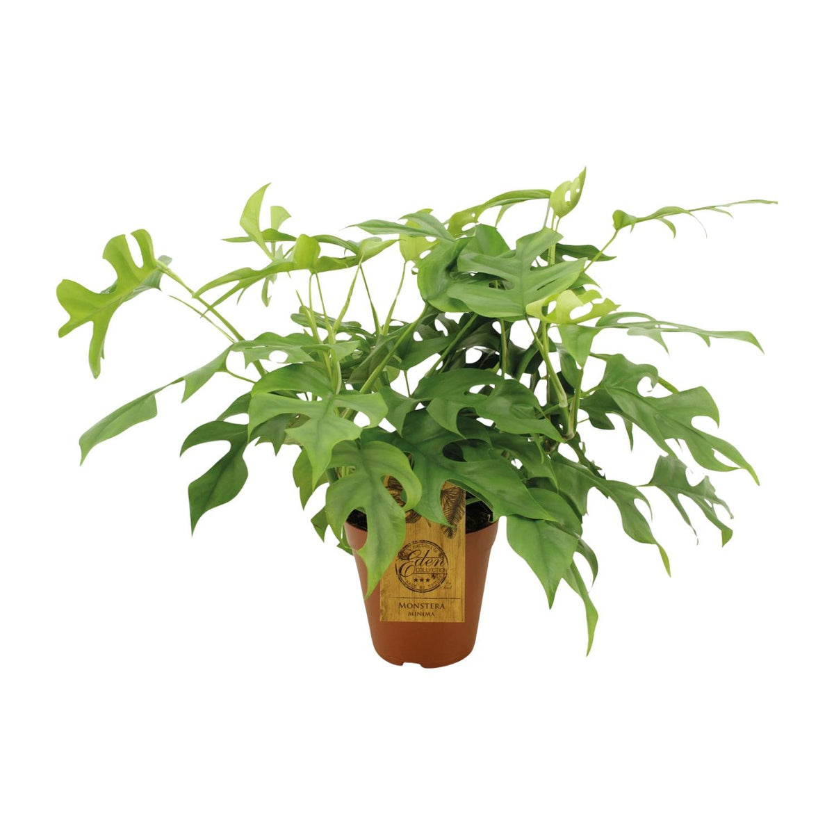 Mini monstera 40 cm tall, pot ø15 cm
