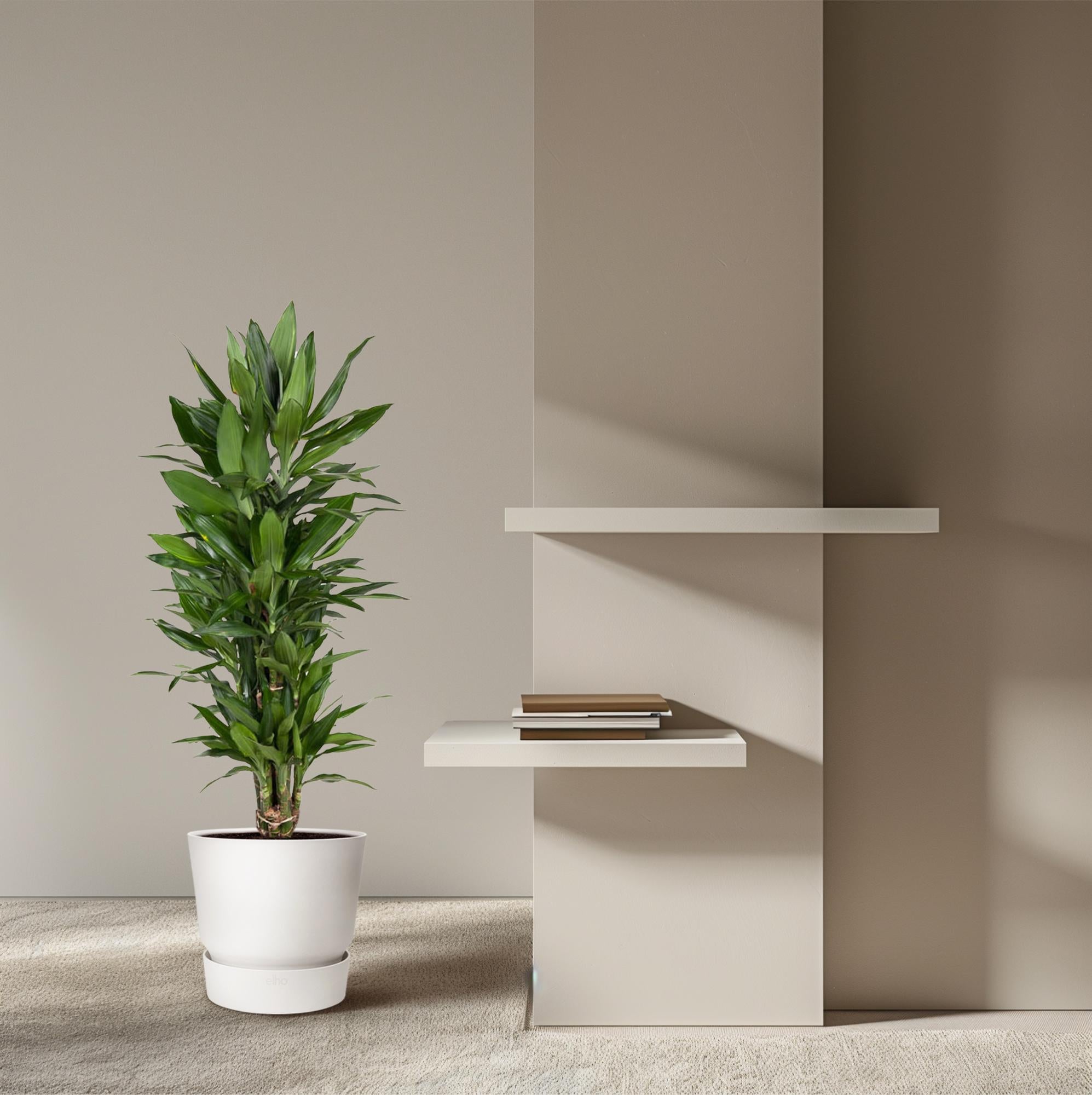 Drakenbloedboom Janet Lind vertakt (Dracaena) 110 cm hoog, pot ø27 cm