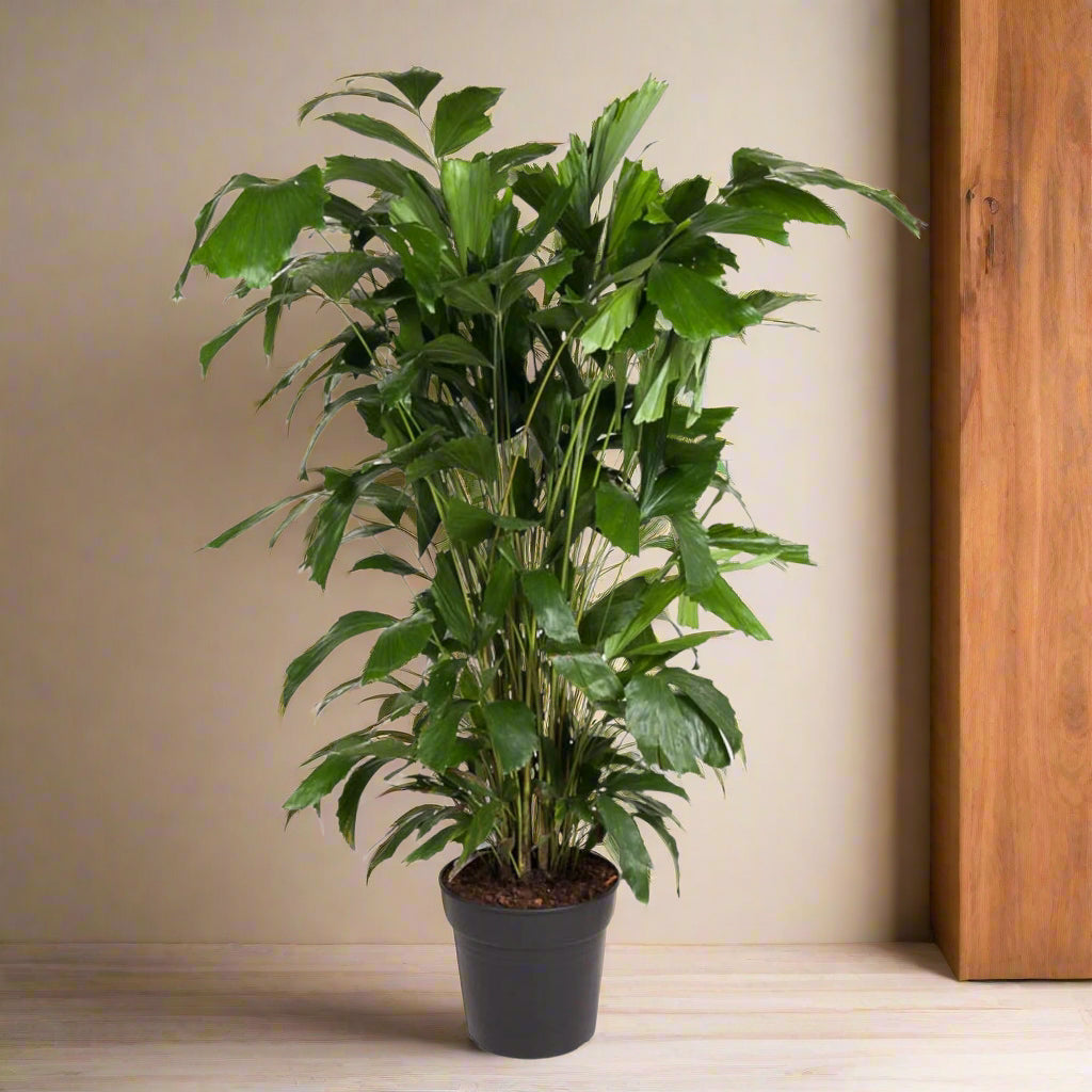 Caryota Mitis, also known as Fishtail Palm, with unique split, pointy green leaves.