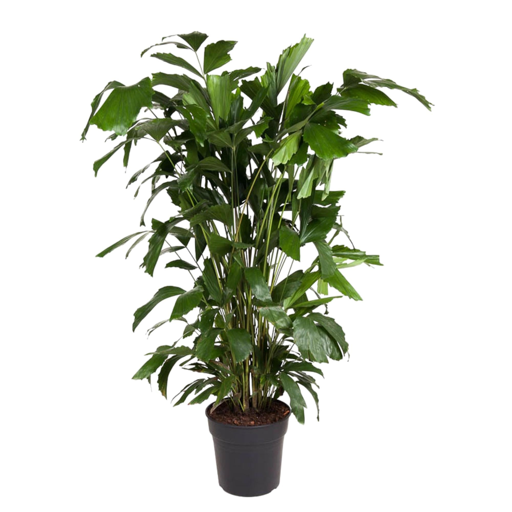 Caryota Mitis - XXLplant