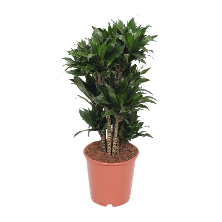 Drakenboom (Dracaena fragrans 'Compacta') 80 cm hoog, pot ø24 cm