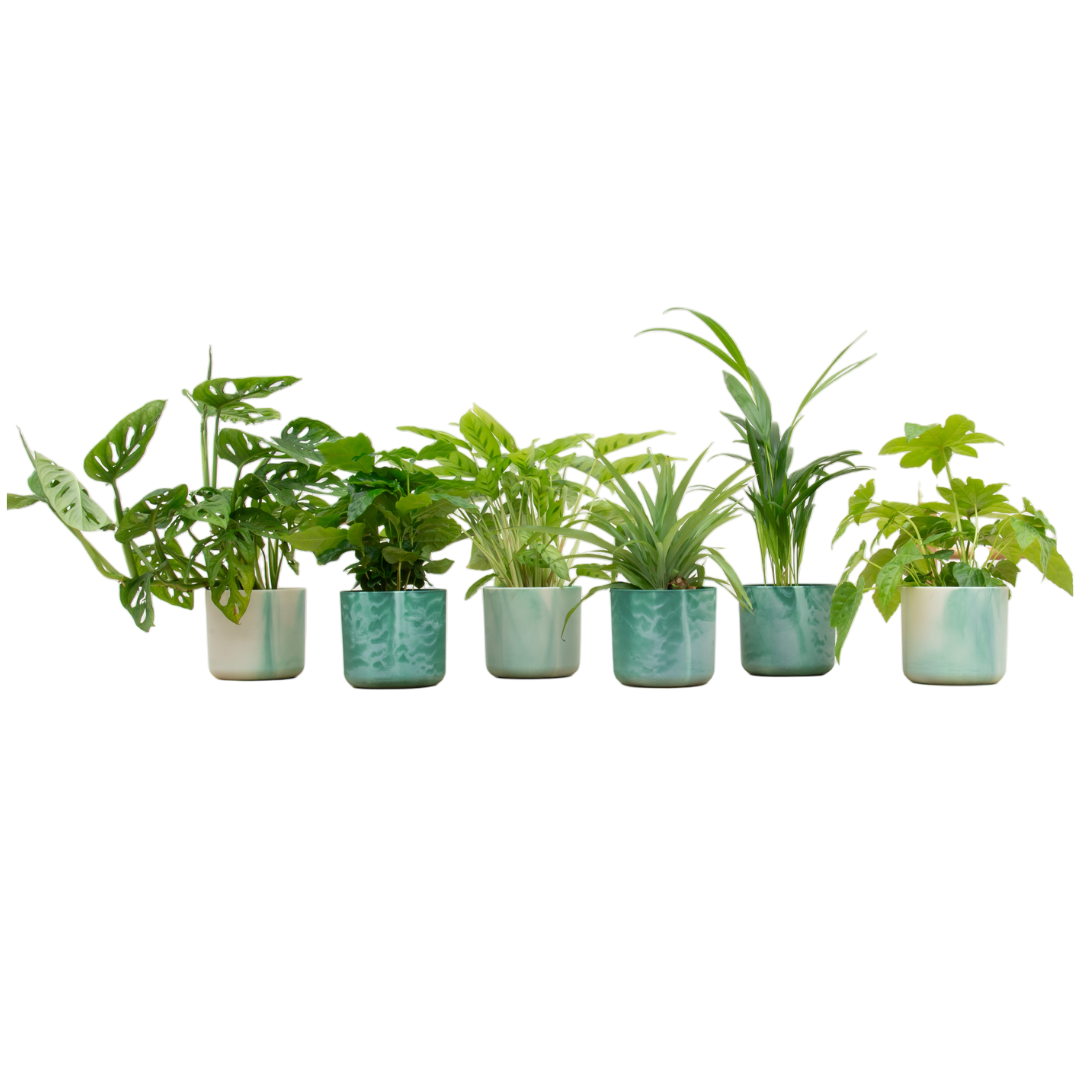 Verrassingsbox 6 planten met elho Ocean Round pot pacifisch groen ø14 cm