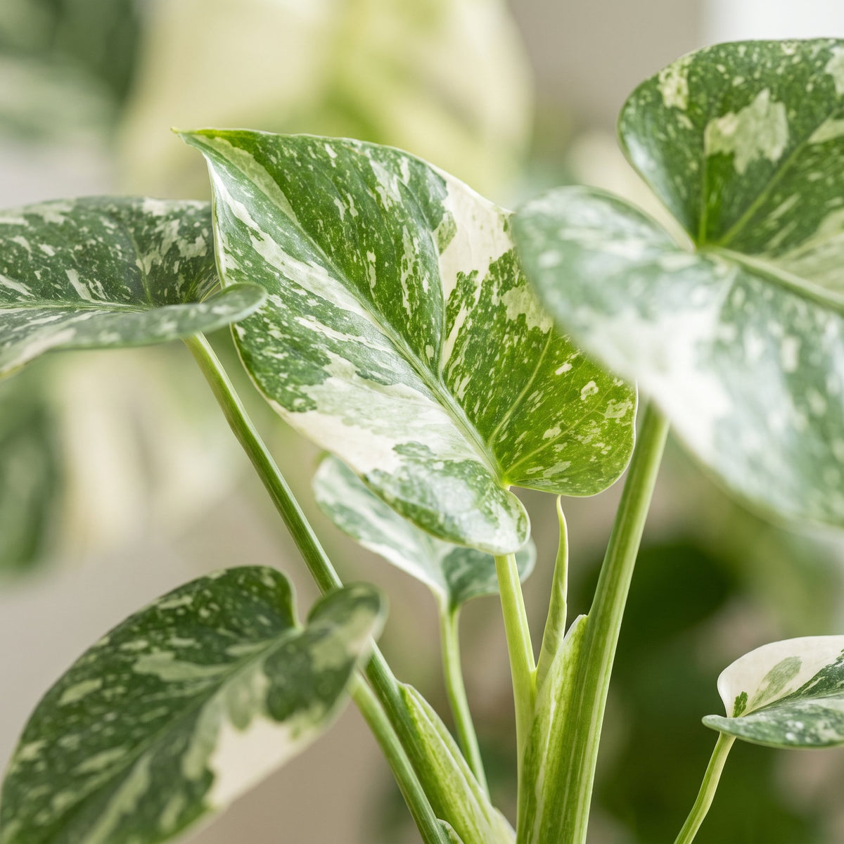 Bonte gatenplant (Monstera deliciosa 'Mint Variegated')