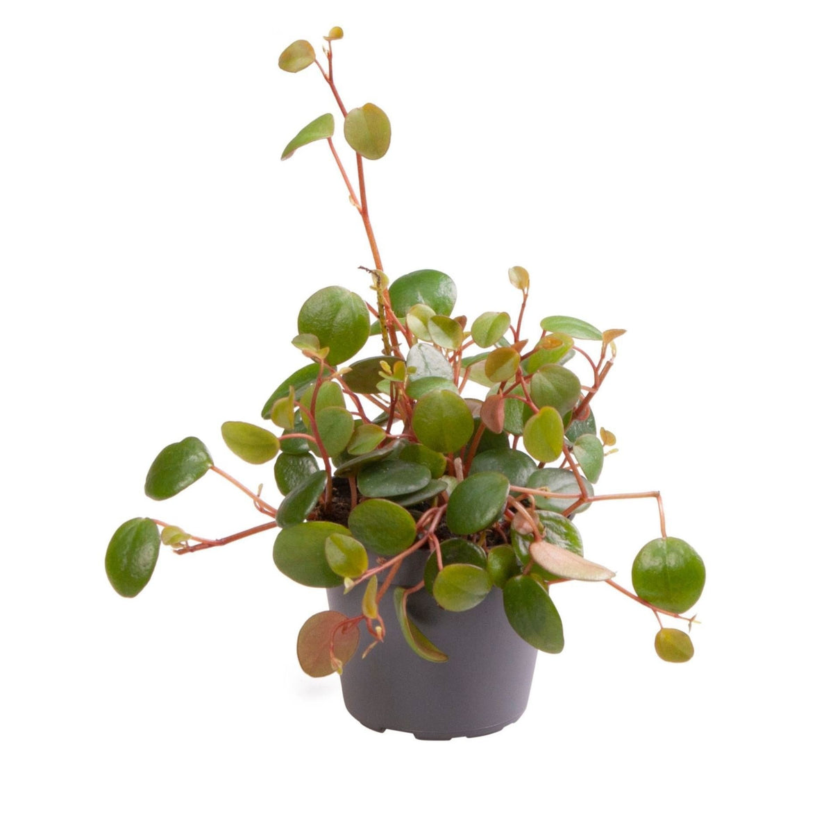 Peperomia 'Pepperspot' 10 cm tall, pot ø6 cm