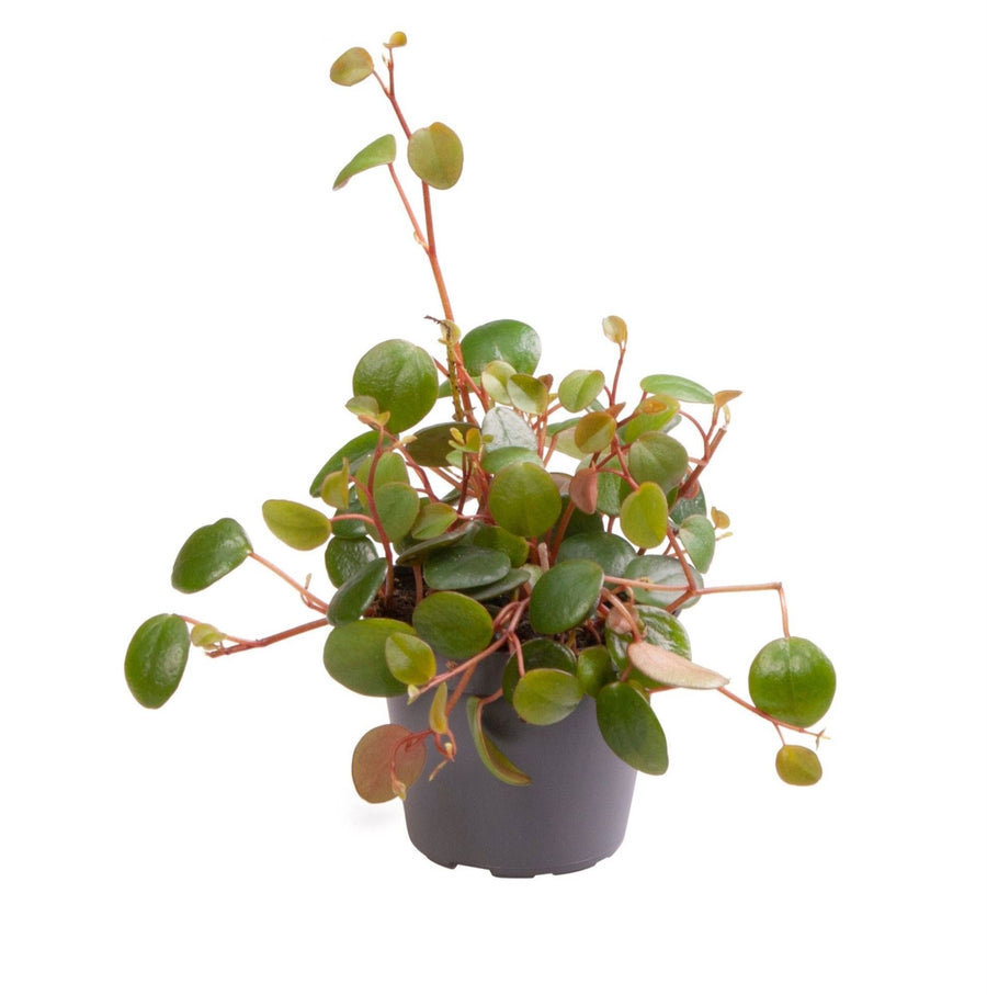 Peperomia 'Pepperspot' 10 cm tall, pot ø6 cm