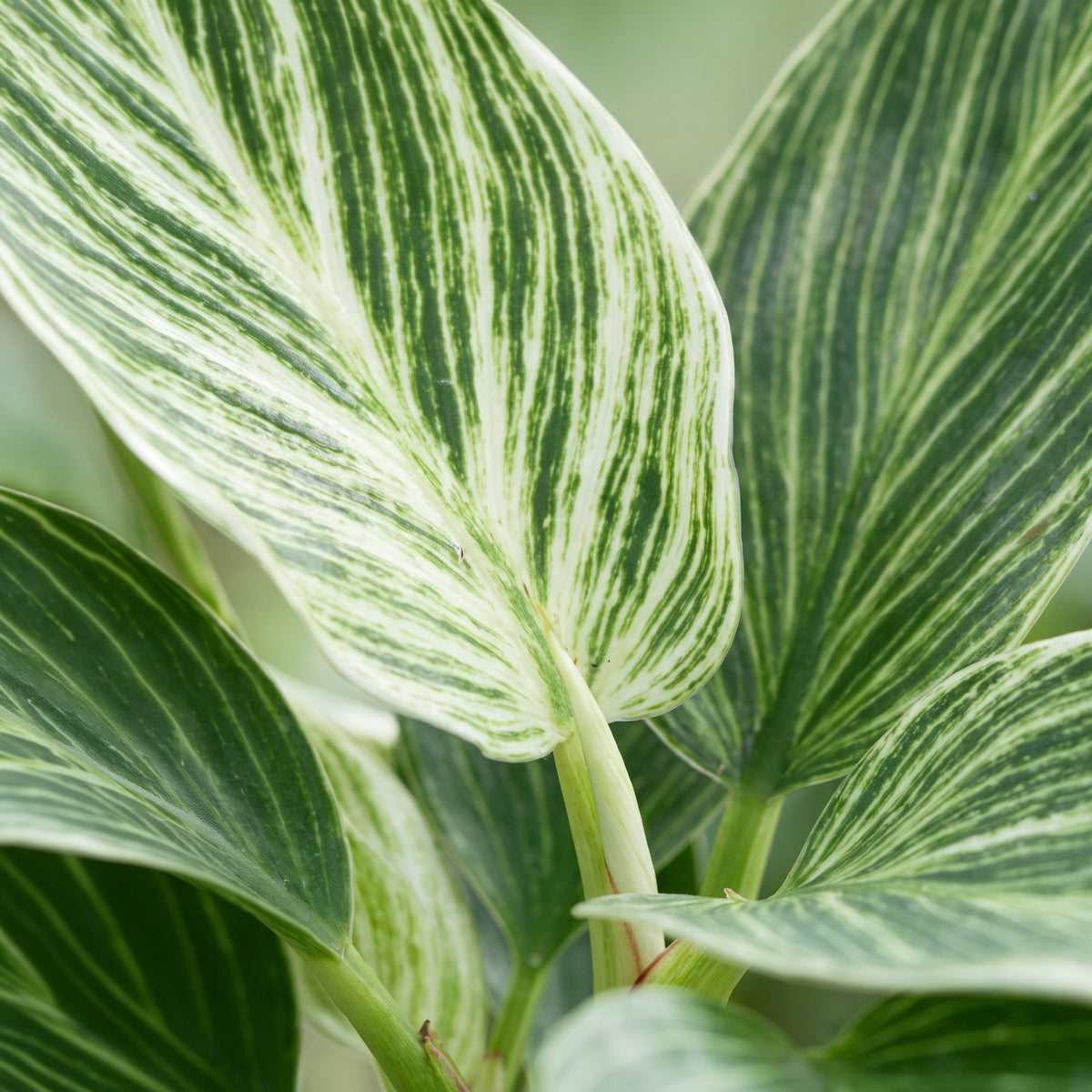 Philodendron 'White Measure' 10 cm de haut, pot ø6 cm