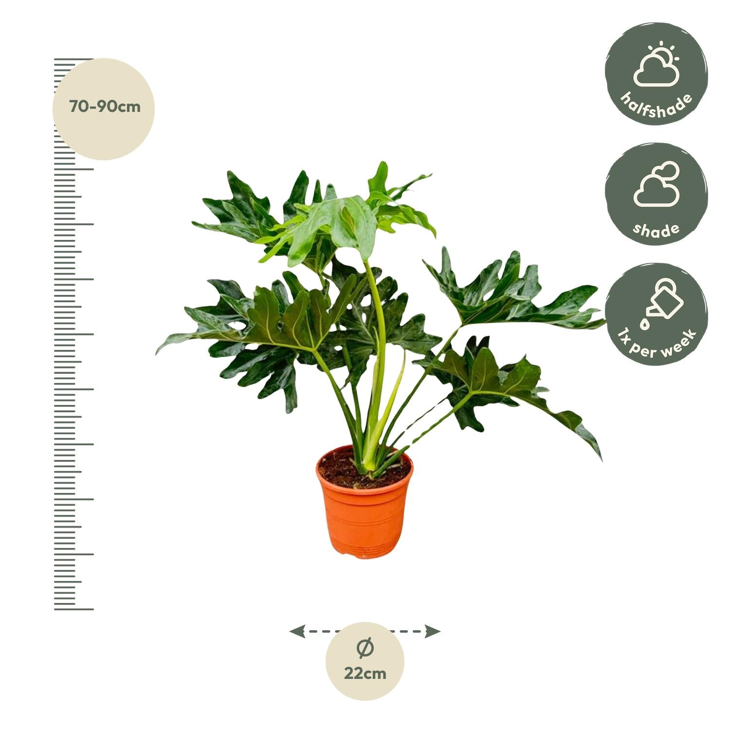 Philodendron Selloum Ø19 60cm - ø19
