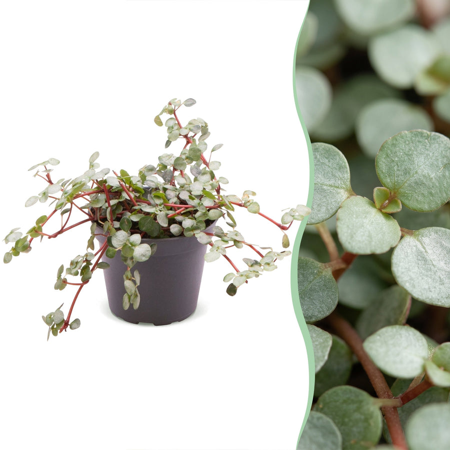 Pilea glauca 'Greyzy' 10 cm hoch, Topf ø6 cm