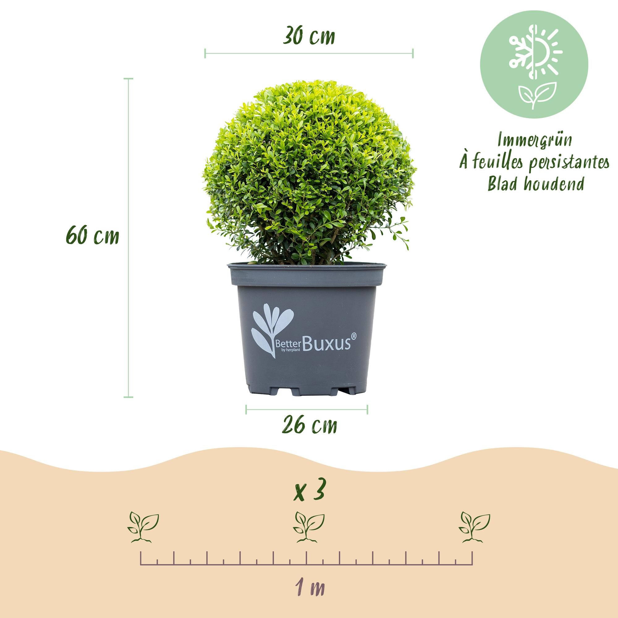 Schimmelresistente buxus bol 30 cm, pot ø26 cm, set van 2