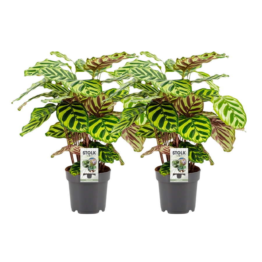 Pfauenpflanze (Calathea makoyana) 45 cm hoch, Topf ø14 cm, 2 Pflanzen