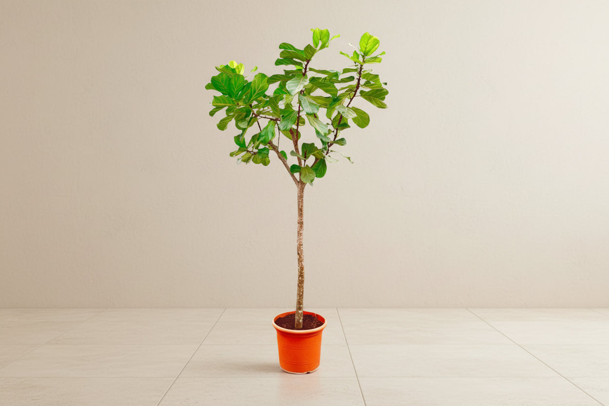 Ficus Lyrata in a pot with glossy, violin-shaped leaves.