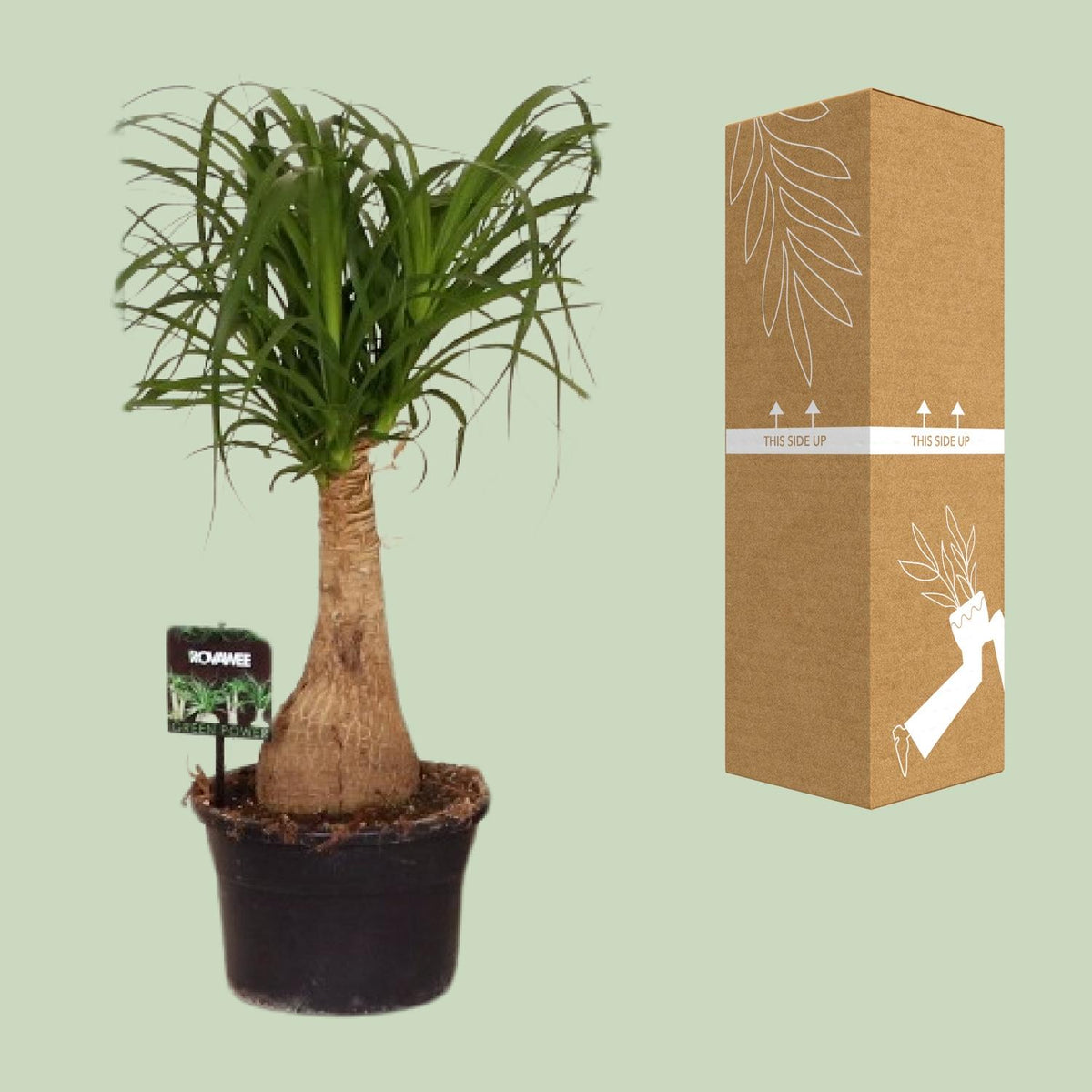 Elefantenfuß 60 cm hoch, Topf ø19 cm