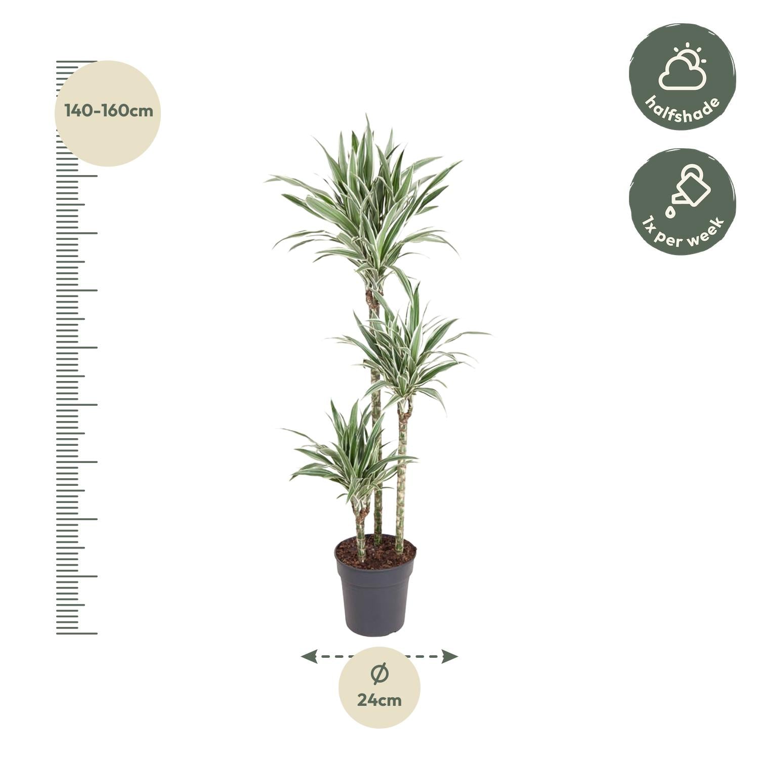 Dracaena White Stripe (drakenbloedboom) 150 cm hoog, pot ø24 cm