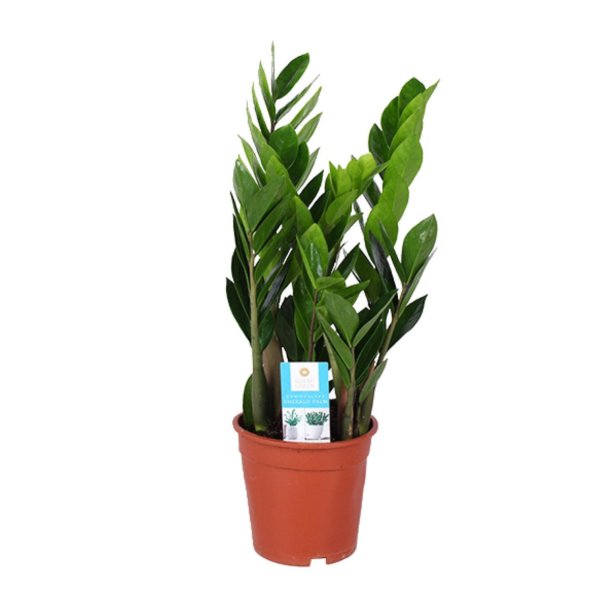 Zamioculcas 60 cm høj, potte ø17 cm