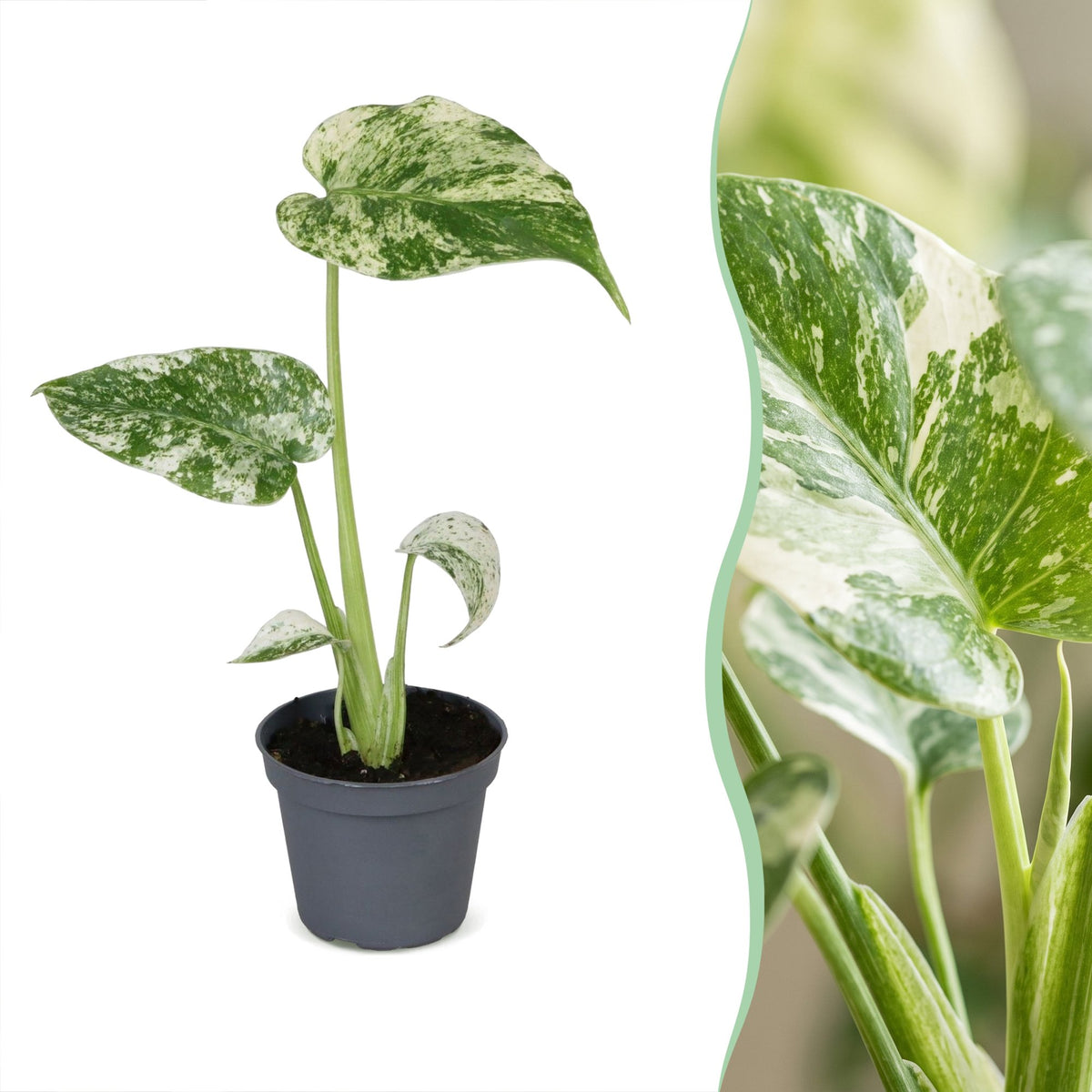 Broget fingerfilodendron 18 cm høj, potte ø6 cm