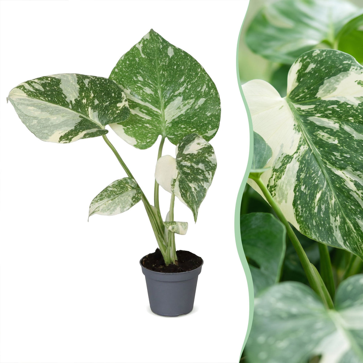 Gatenplant (Monstera deliciosa 'Thai Constellation')
