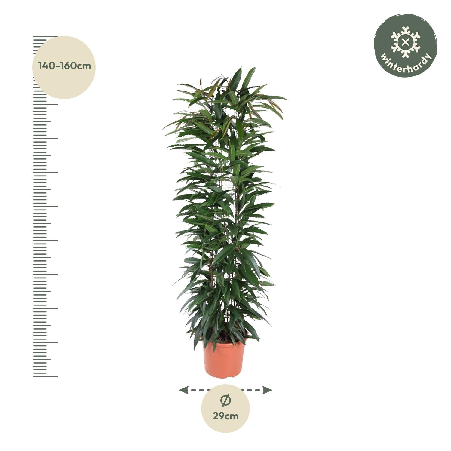 Ficus Alii King (zuilvorm) 150 cm hoog, pot ø29 cm