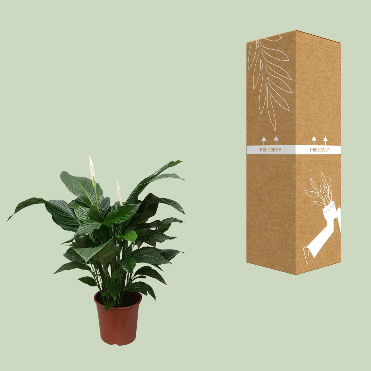Einblatt 80 cm hoch, Topf ø24 cm