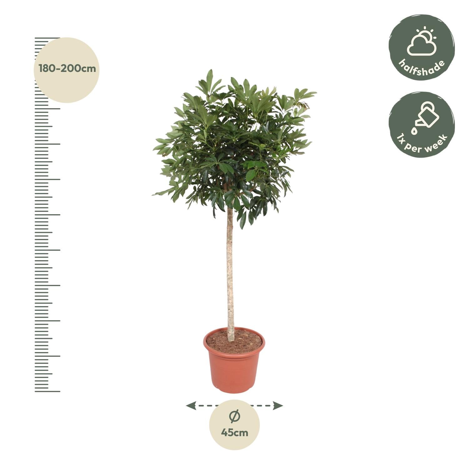 Schefflera Arboricola Compacta boom - 190cm - ø45