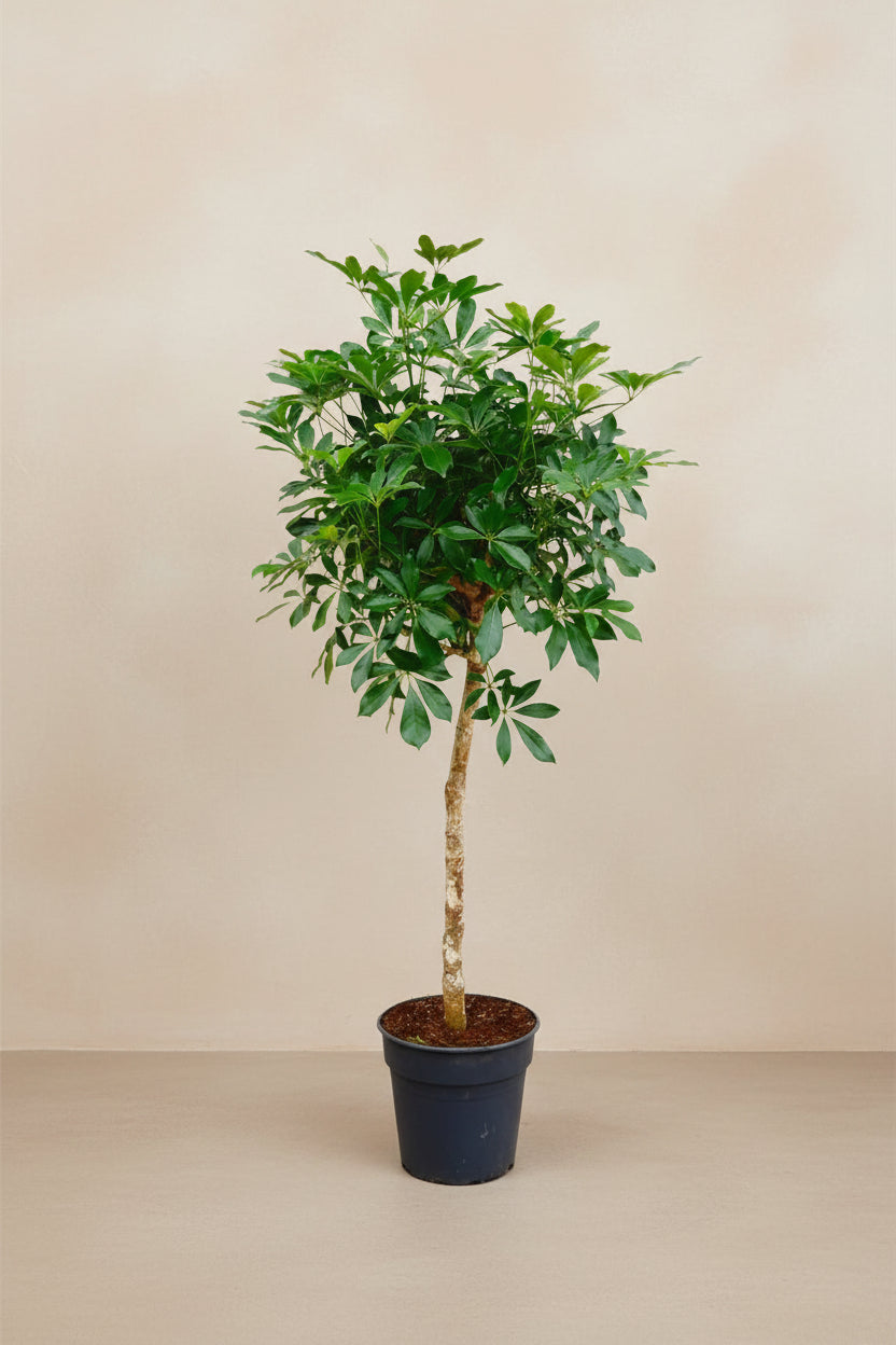 Schefflera (vingersboom) op stam 170 cm hoog, pot ø30 cm