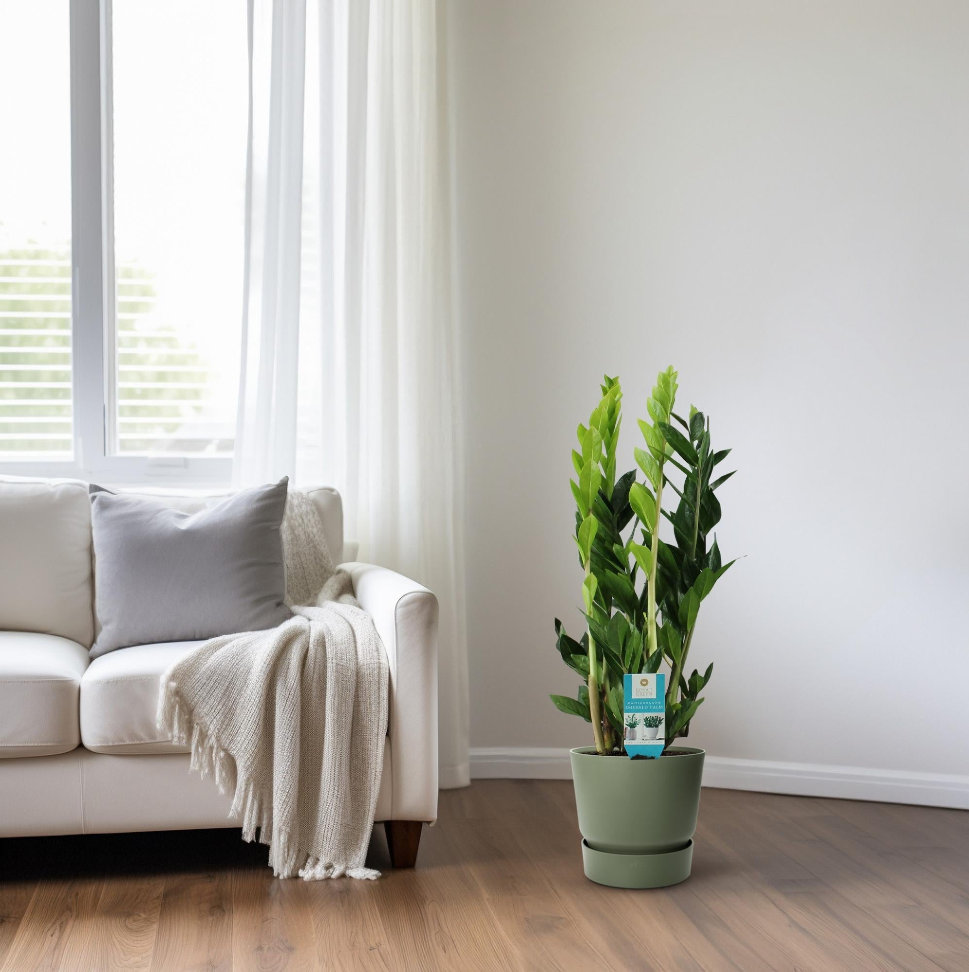 Zamioculcas zamiifolia 65 cm hoog, pot ø17 cm