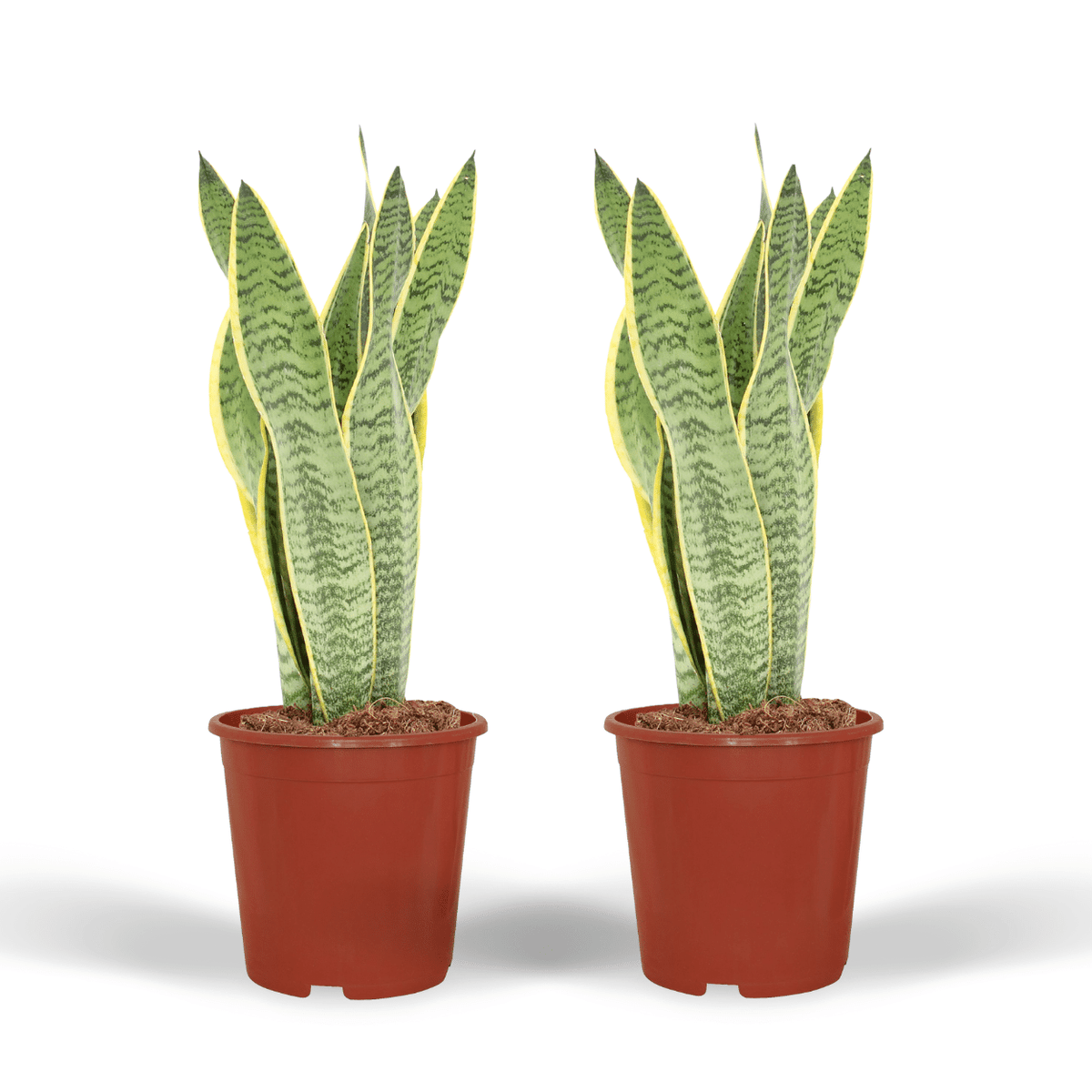 Bogenhanf Sansevieria Laurentii