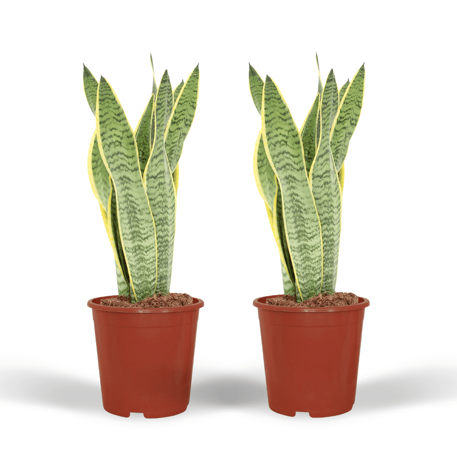 Bogenhanf Sansevieria Laurentii (2 Pflanzen, Topf ø14 cm)
