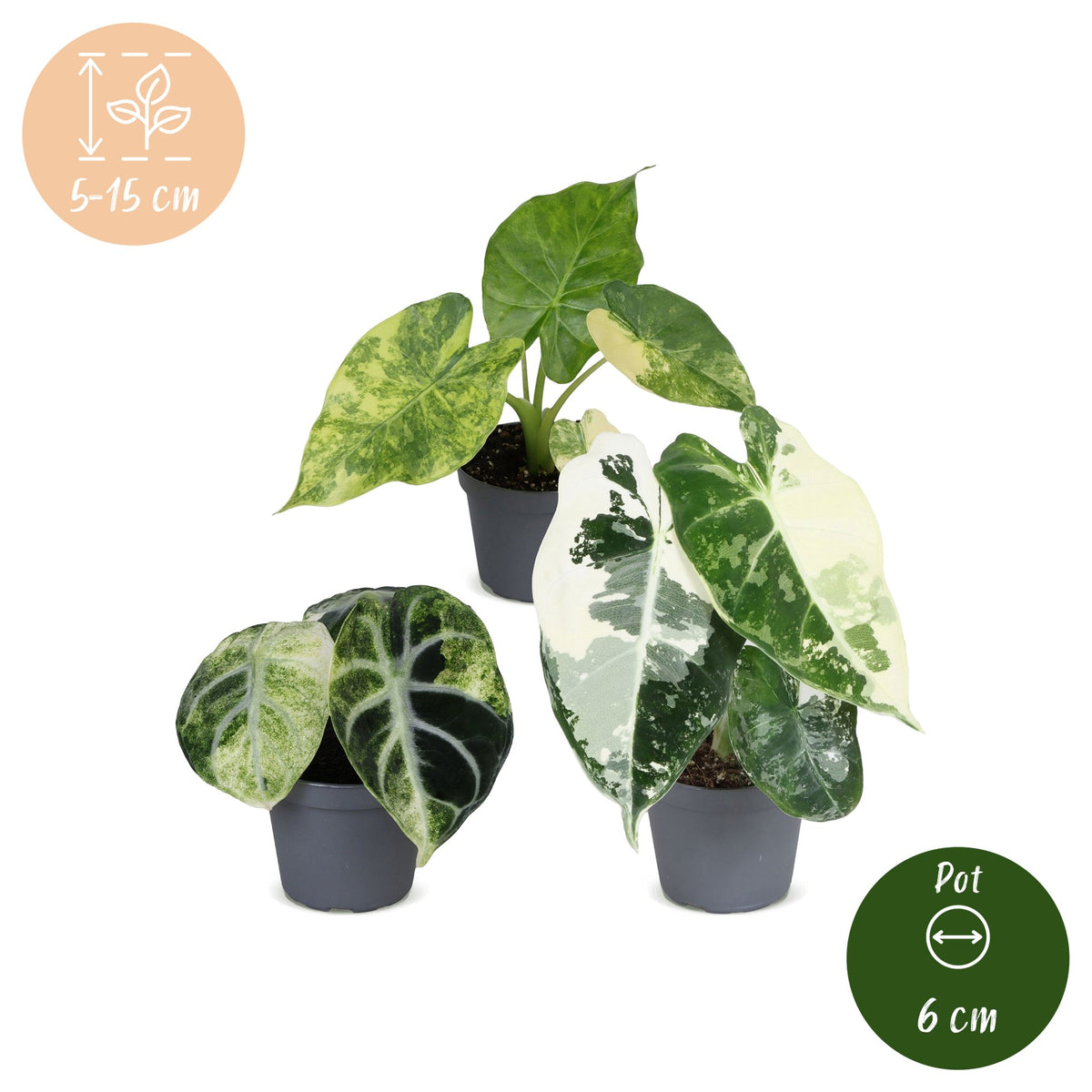 Baby-Alocasia Tricolour Variegata