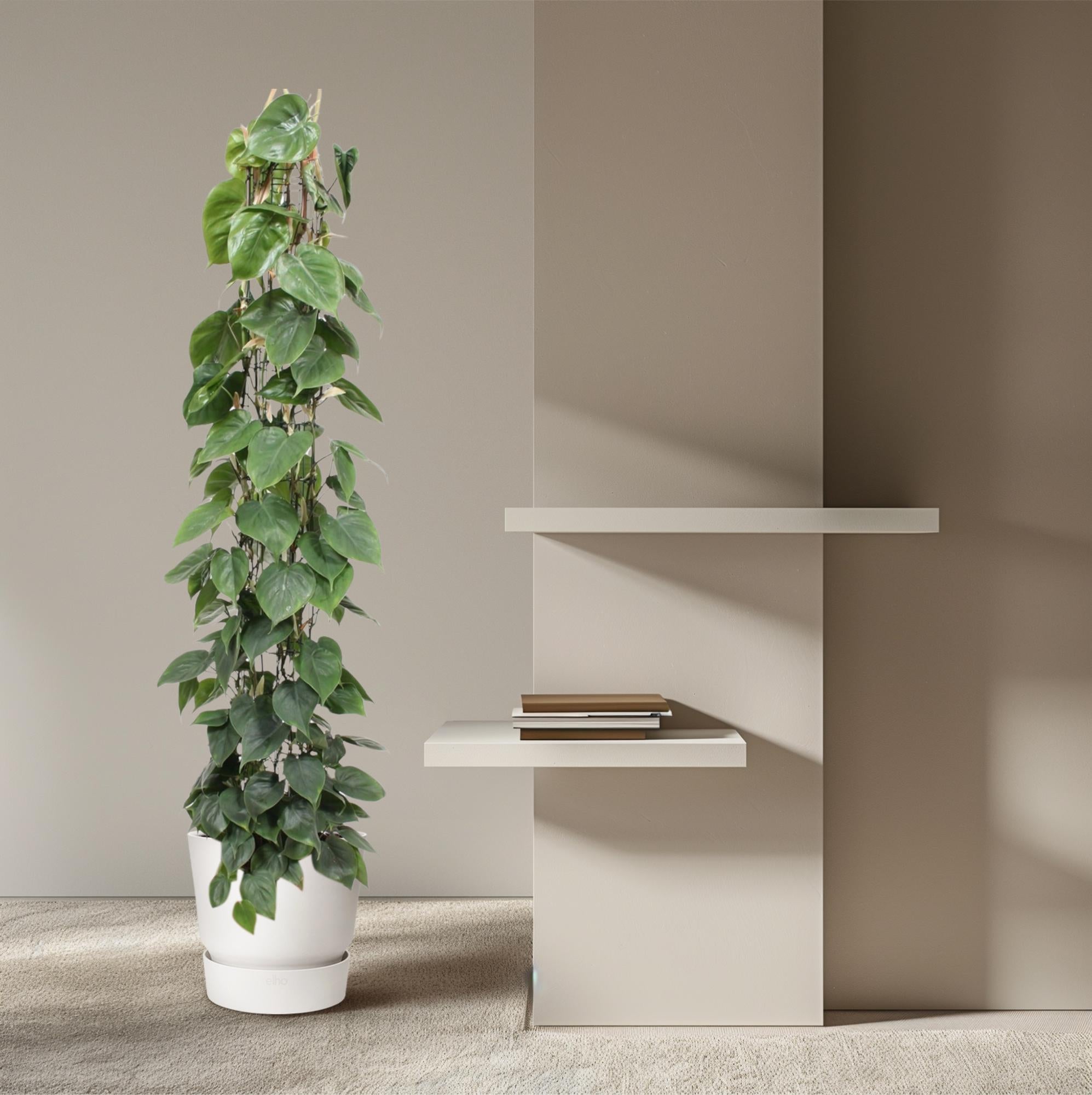 Gatenplant aan gaasrek (Philodendron scandens) 160 cm hoog, pot ø27 cm