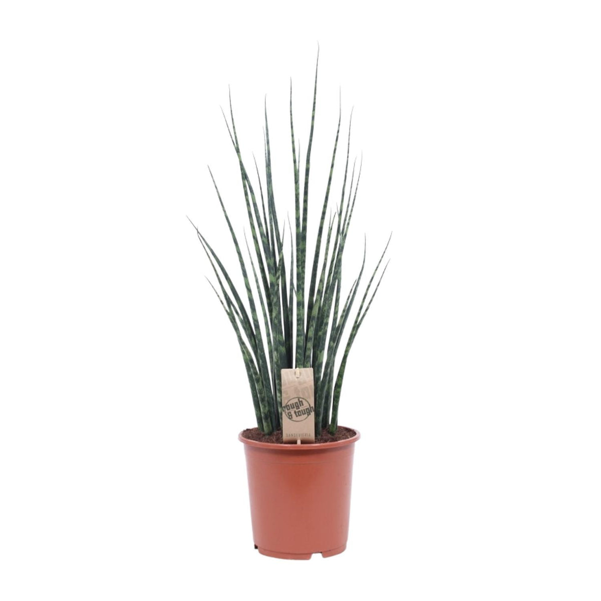 Bogenhanf 80 cm hoch, Topf ø19 cm